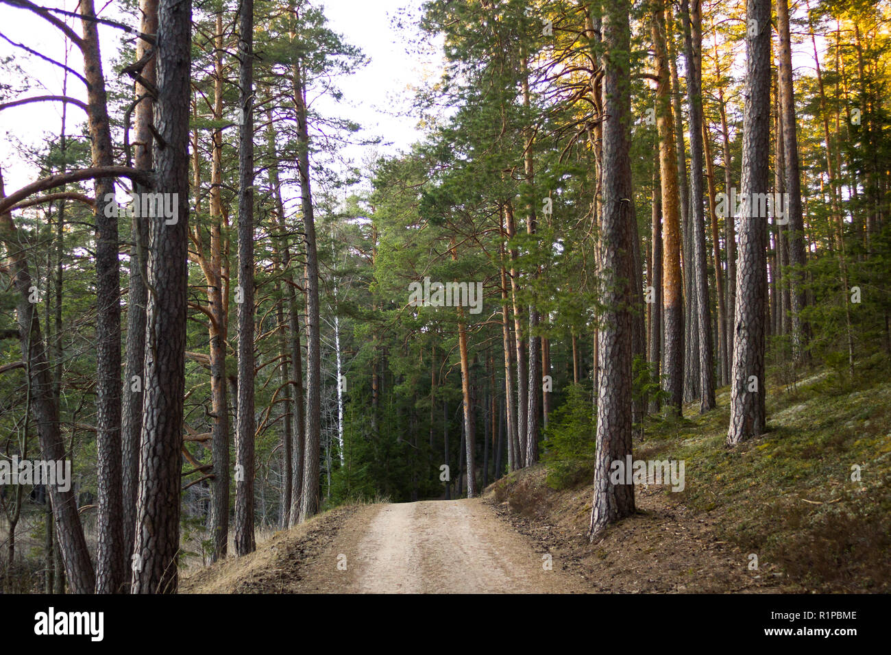 Blick auf den Wald Straße, Richtung deaper im Wald Stockfoto