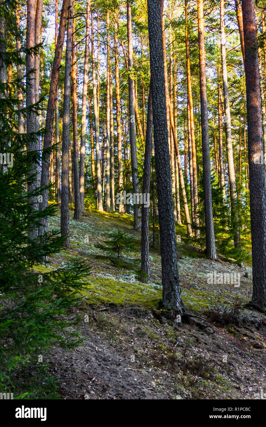 Ruhigen und sonnigen Frühling im Wald, mit Sonne auf den Bäumen Stockfoto