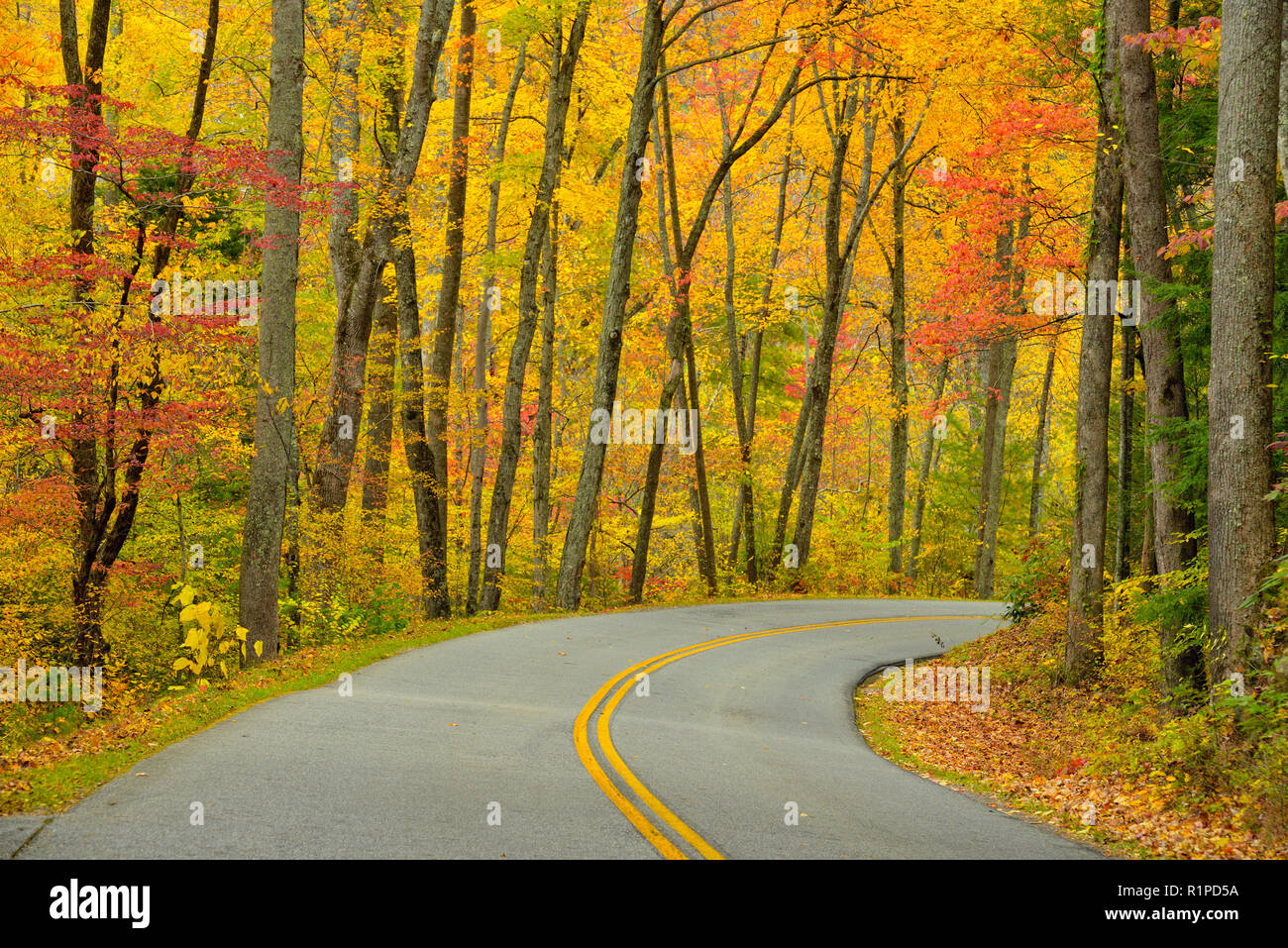 Herbst Laub überragt die Little River Road, Great Smoky Mountains National Park, Tennessee, USA Stockfoto