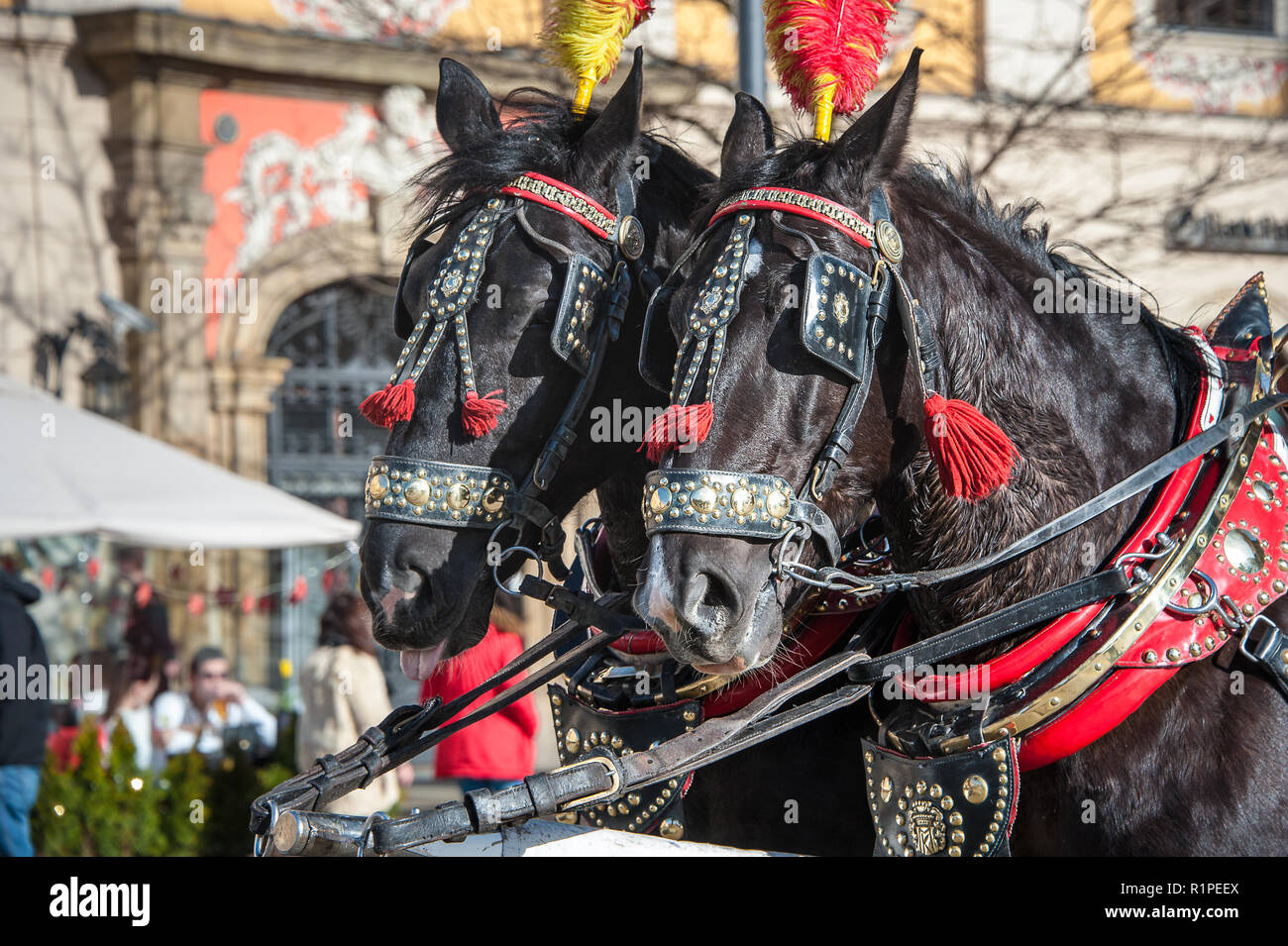 Dunkle Pferde tragen rot und gelb gefiederten Kopfbedeckungen stand in der Sonne. Traditionelle Pferdewagen für Tarife in Krakau warten Stockfoto