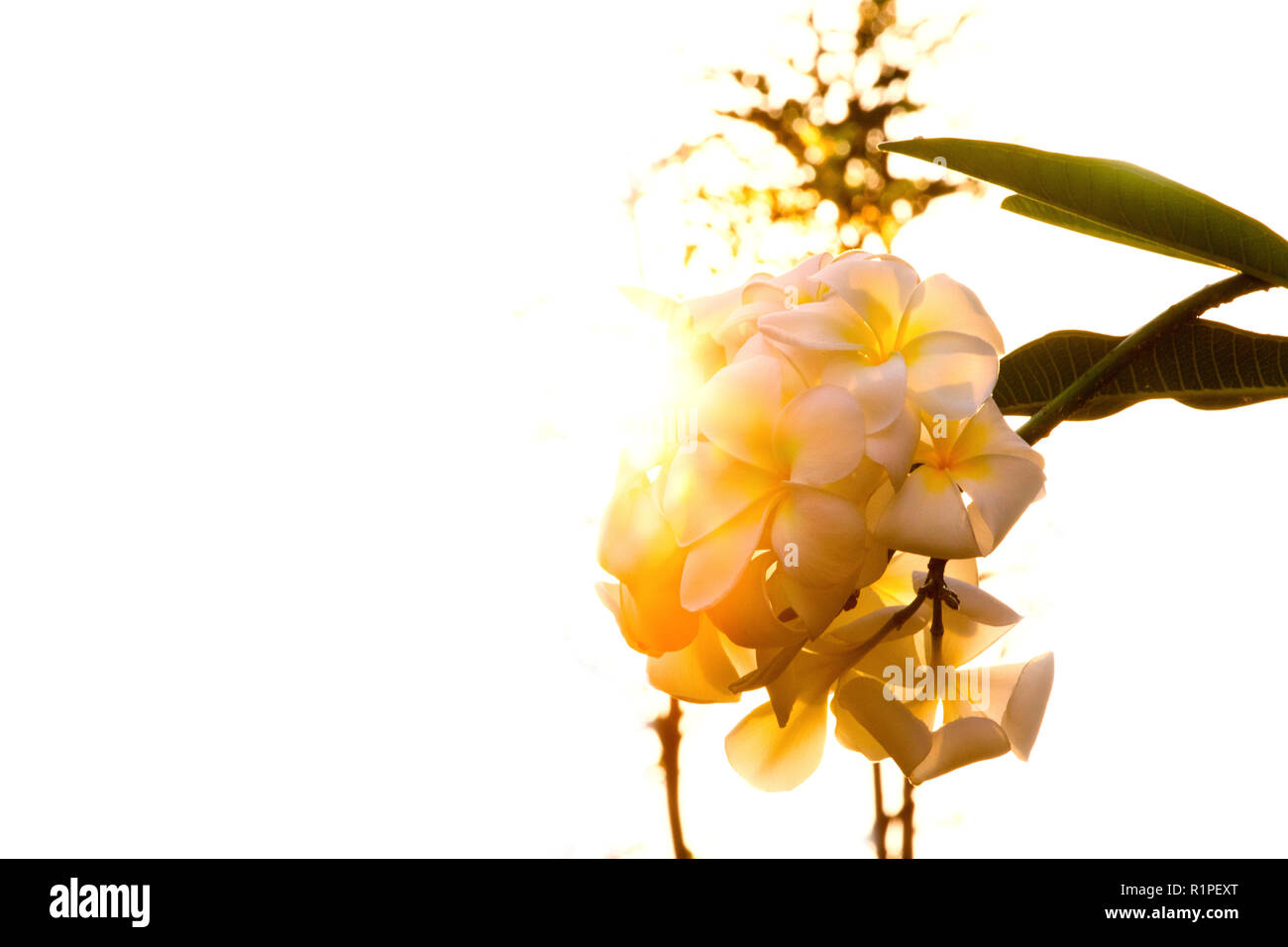 Plumeria obtusa L, immergrüne Frangipani, Friedhof, Blume, Pagode Baum, Temple Tree, West Indian Jasmin Stockfoto