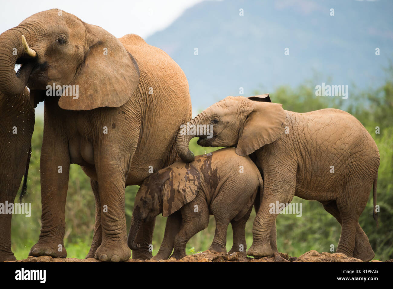 Afrikanische Elefanten (Loxodonta africana) Mutter oder Frau und Babys am Wasserloch Gedränge beim Trinken und Spielen süße Szene Stockfoto