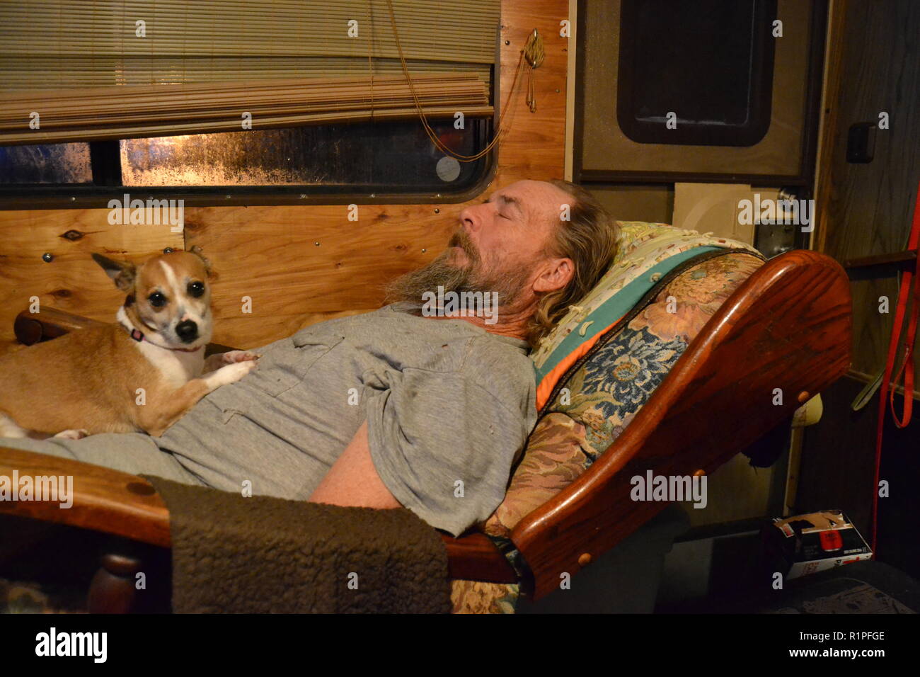 Mountain Feist hund Verlegung mit einem Mann schlafen in einem Lehnstuhl Stockfoto