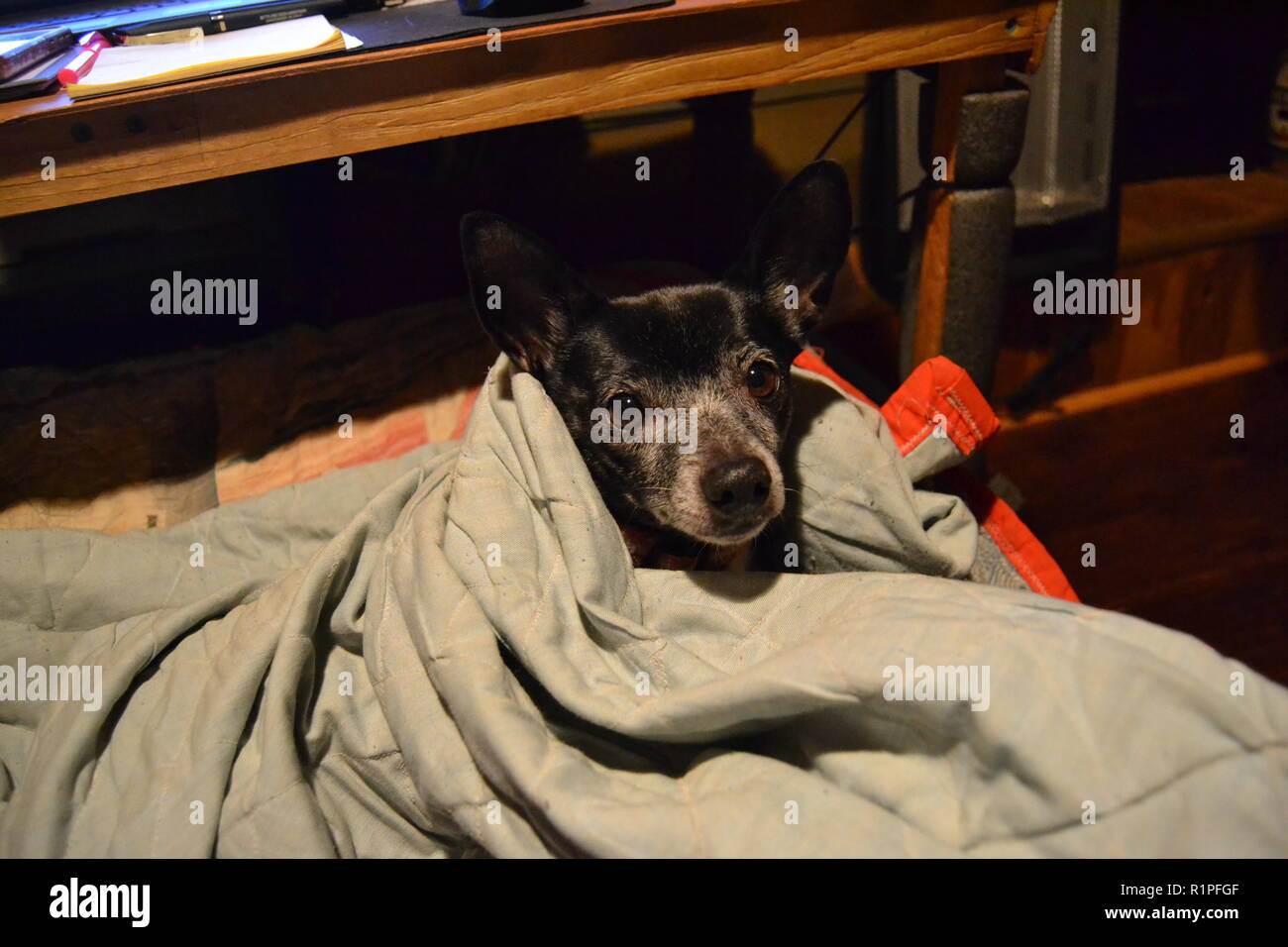 Jack Russell Hund eingehüllt in eine Decke. Stockfoto