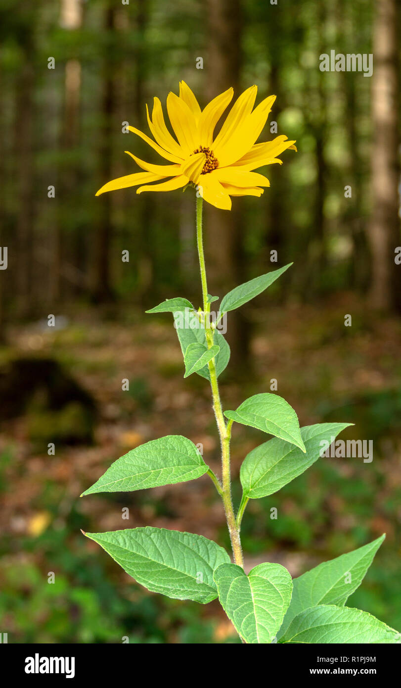 Topinambur in Wald Ambiente Stockfoto