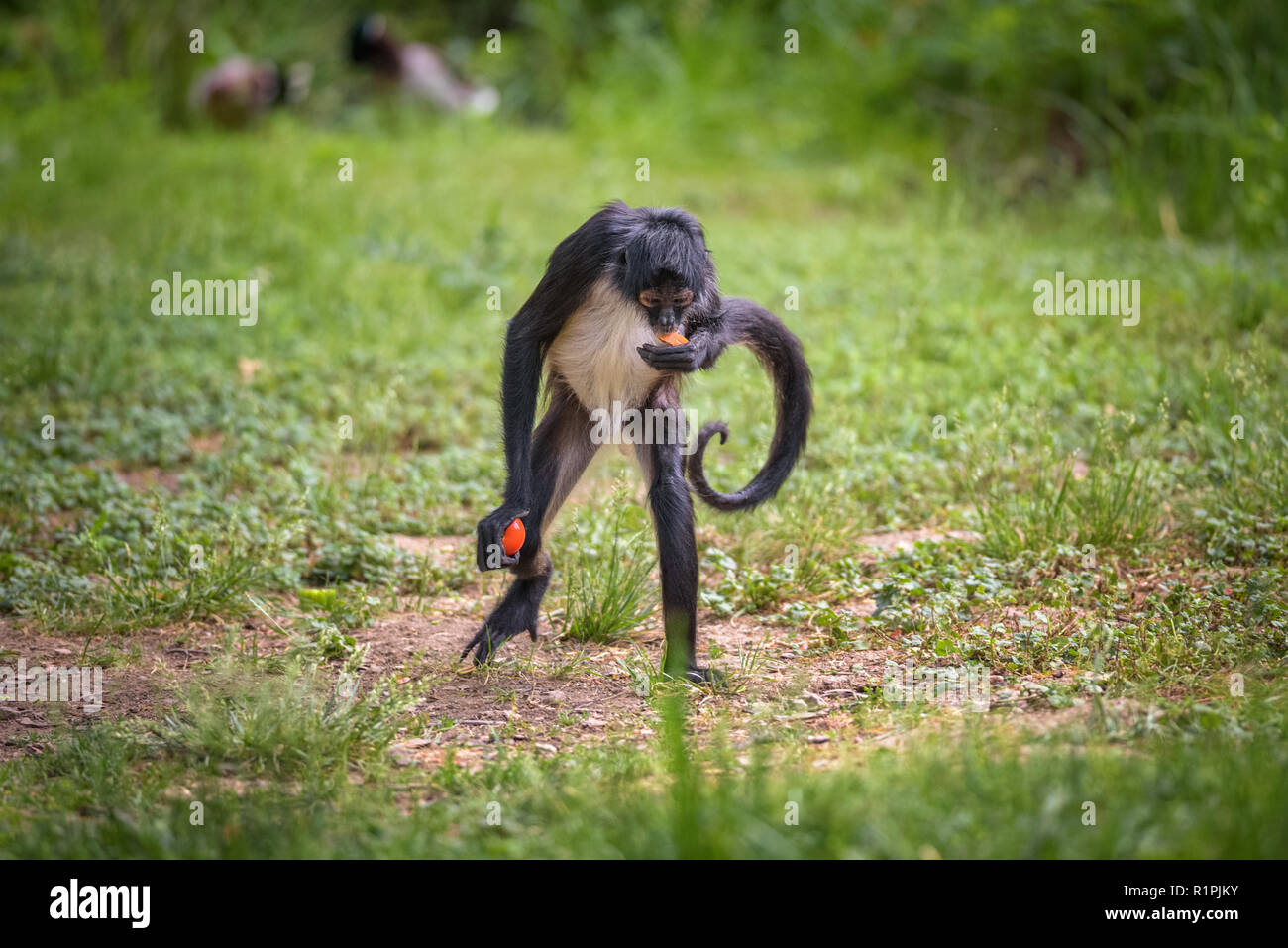 Portrait von geoffroy's Spider Monkey Stockfoto