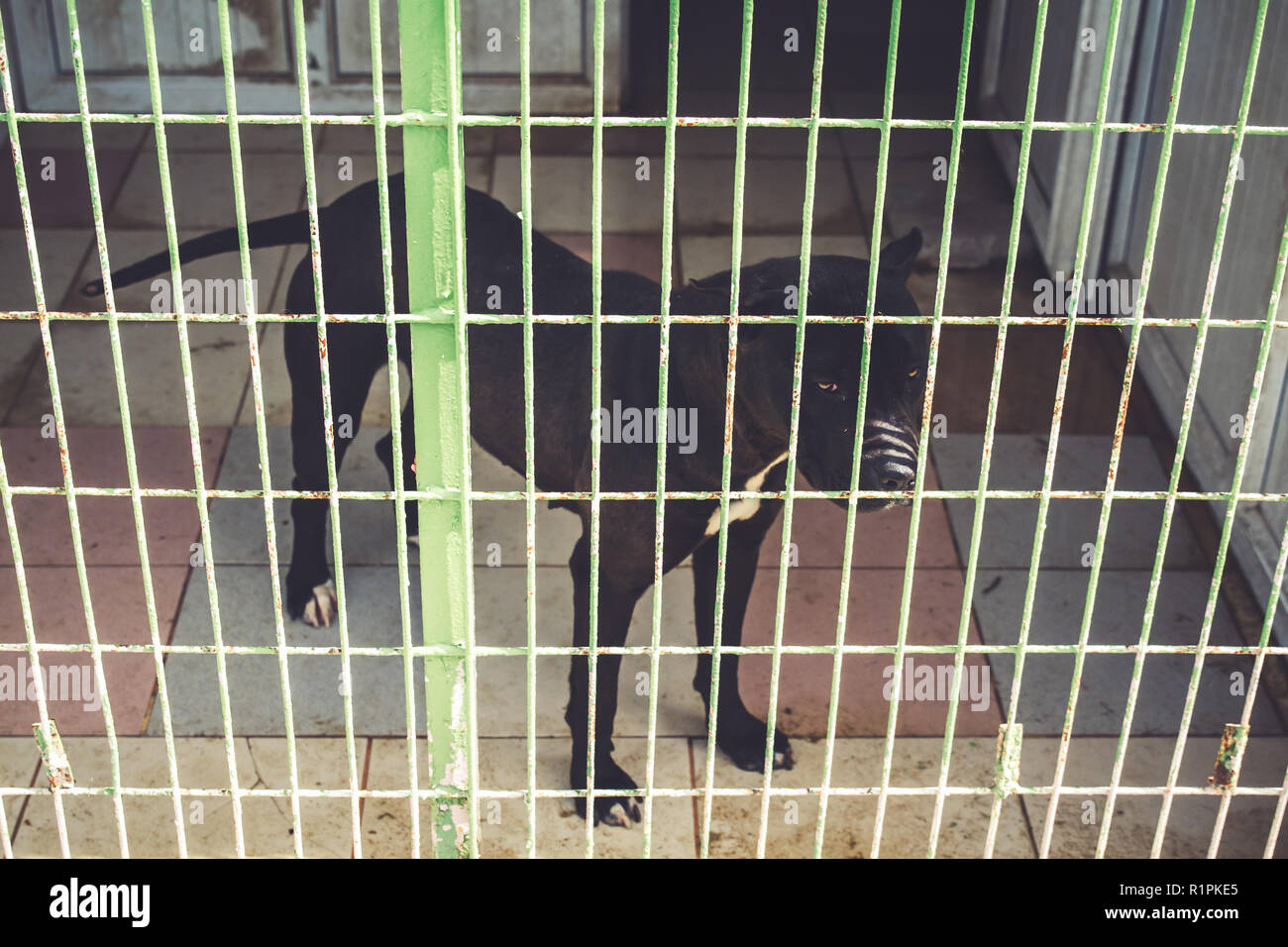 Einsamen Hund im Tierheim warten besessen zu werden Stockfoto
