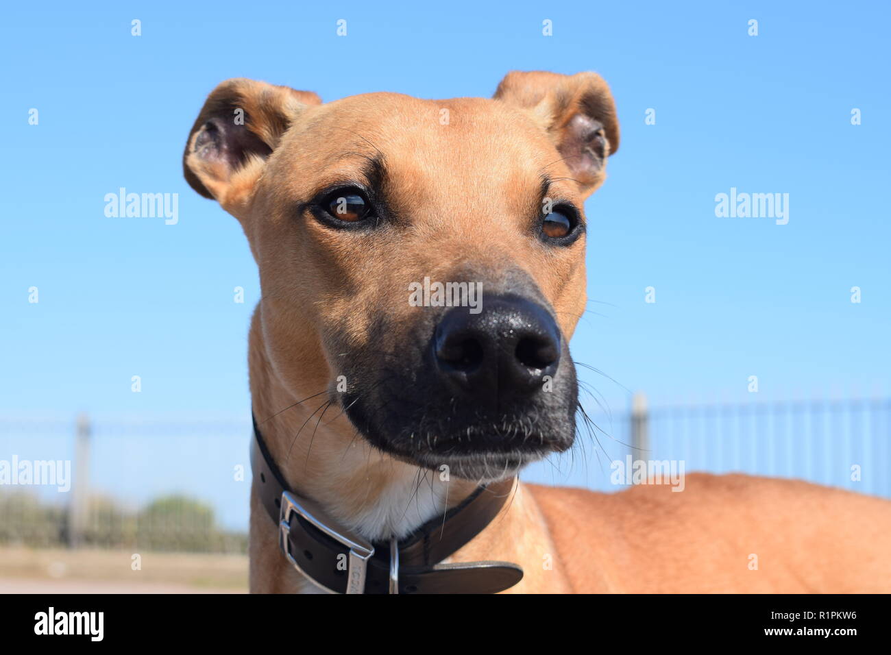 Lurcher auf einem Spaziergang in Broadstairs Stockfoto