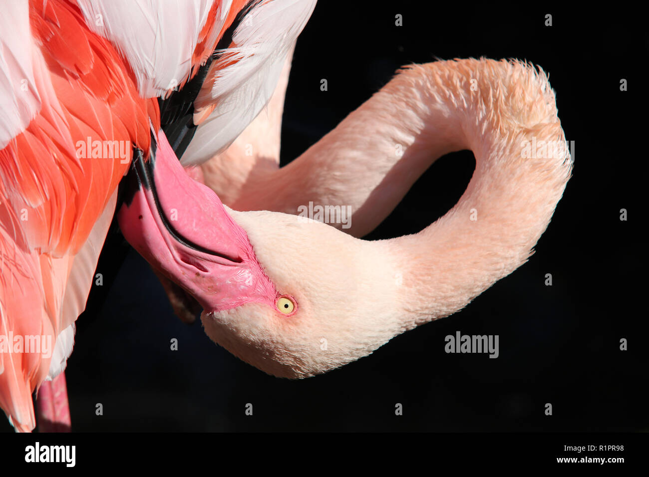 Reibe Flamingo - Nahaufnahme der Leiter der Reibe Flamingo Stockfoto