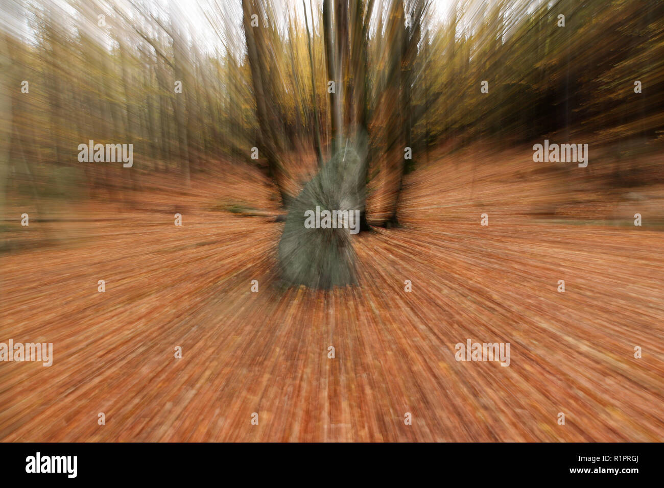 Menhire in den Wäldern, Tschechische Republik Stockfoto