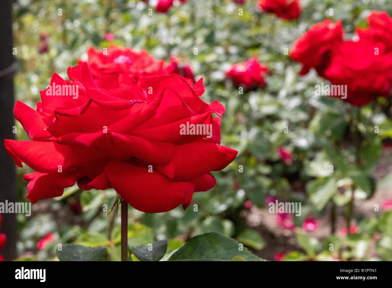 Rote Rosen in einem netten Garten Stockfoto