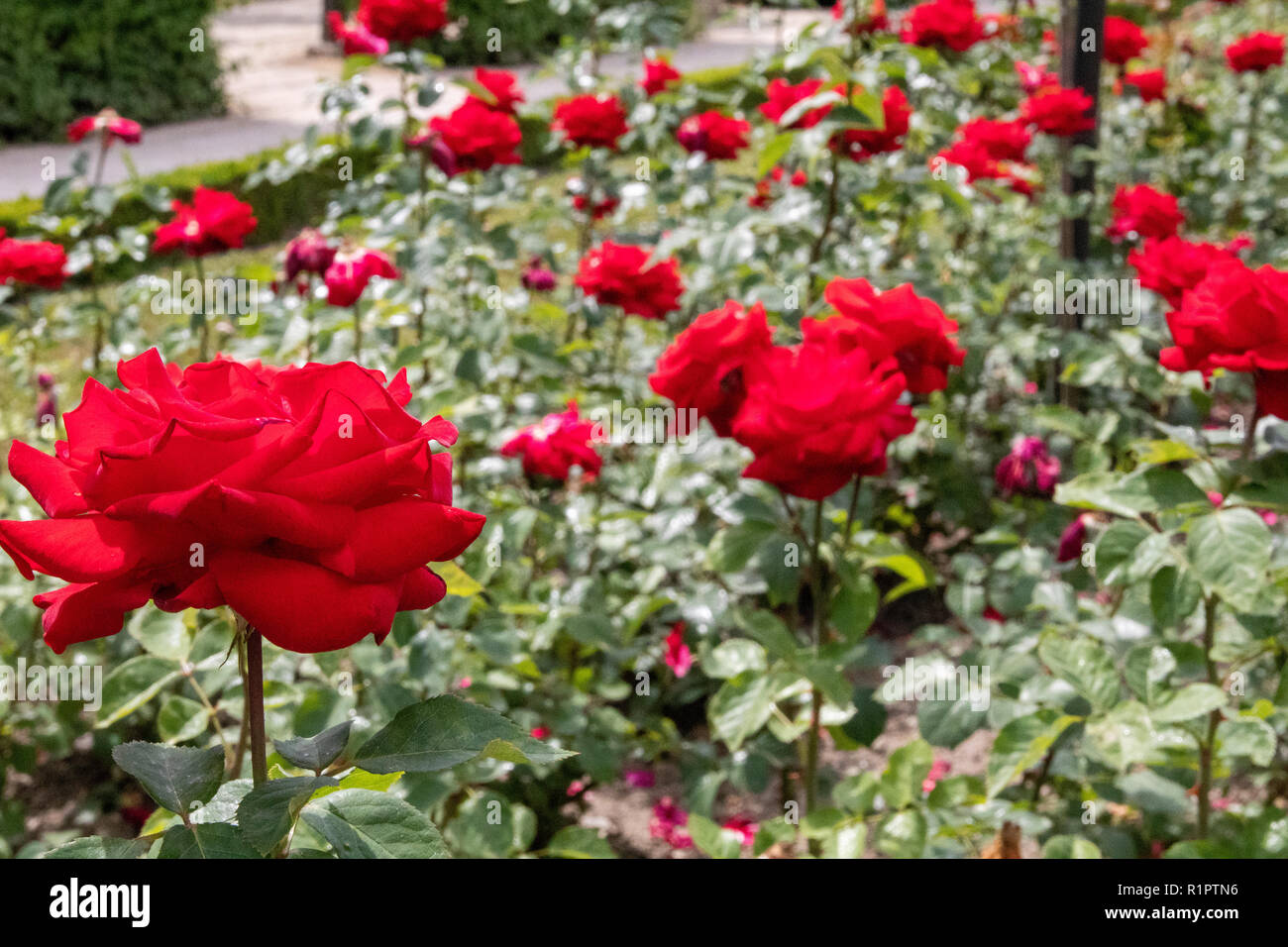 Rote Rosen in einem netten Garten Stockfoto