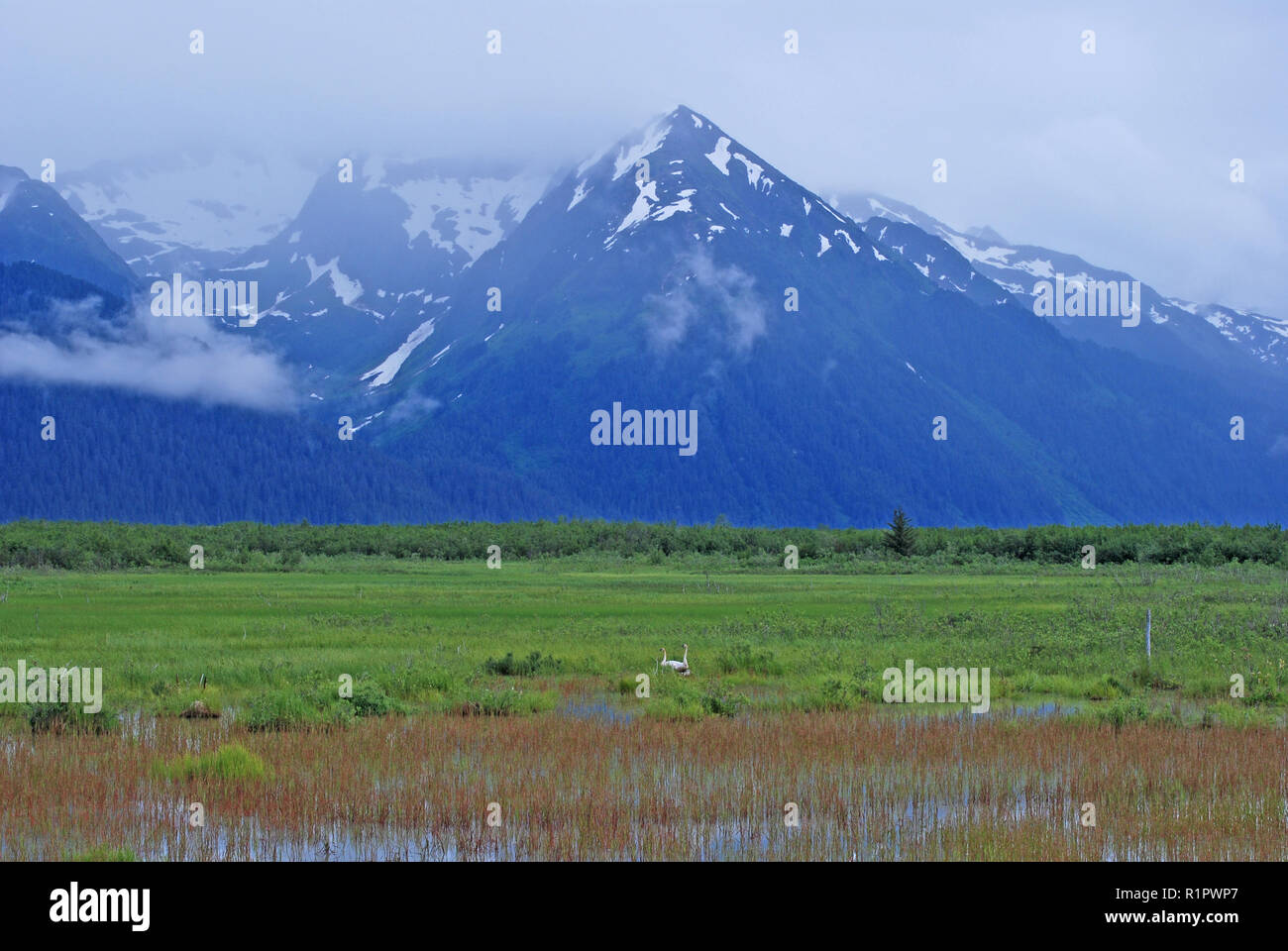 Trumpeter Swan Lebensraum in Copper River Basin mit der Chugach Mountains in der Nähe von Córdoba, Alaska Stockfoto