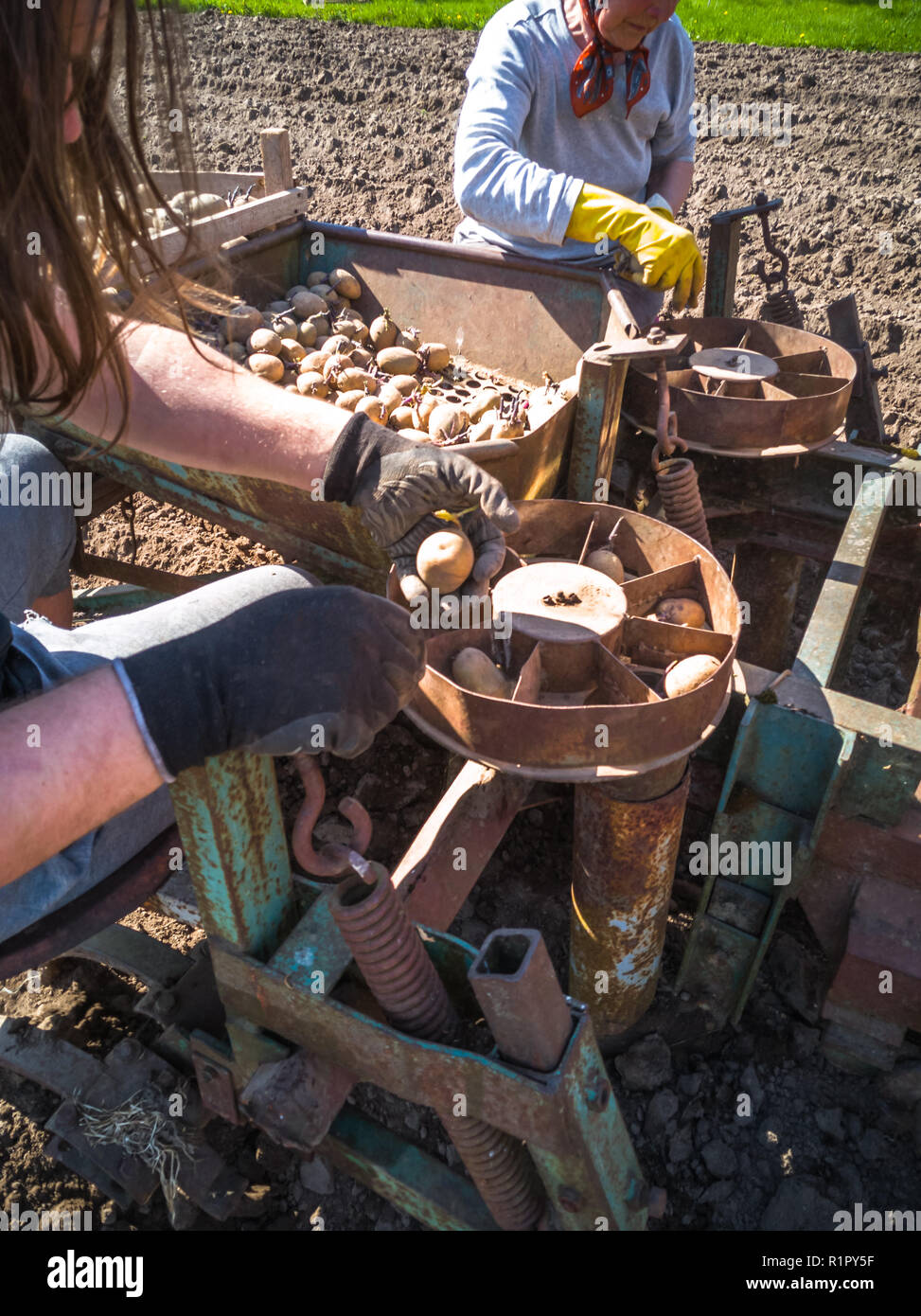 Oma und Enkel pflanzt Kartoffeln mit einem Traktor auf dem Feld und frühen Frühling Tag mit Sonne über Sie Stockfoto