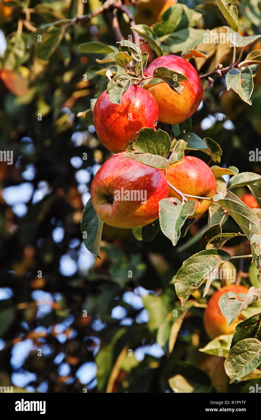 rote Äpfel am Baum Stockfoto