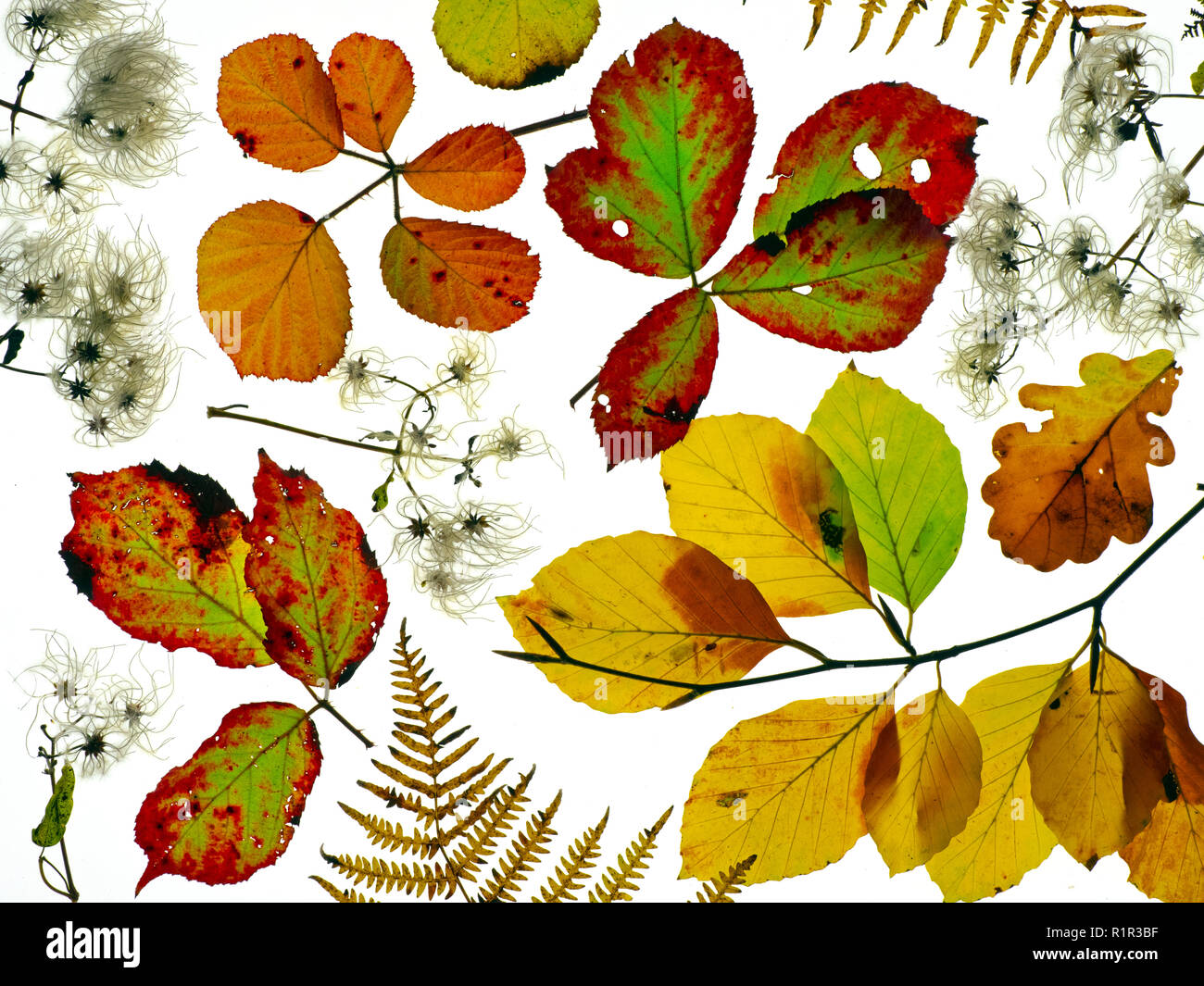 Dornbusch Blätter, Buche, Eiche, Blätter, Old Mans Bart und Adlerfarn Wedel, die Veränderung der Farben im Herbst Stockfoto