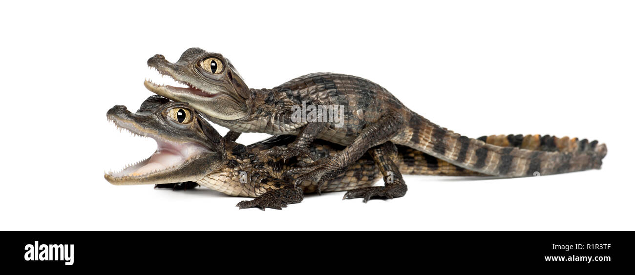 Spectacled Kaimane, Caiman crocodilus, auch als die weißen Caiman oder gemeinsamen Kaiman, 2 Monate alt, gegen weiße Hintergrund bekannt Stockfoto
