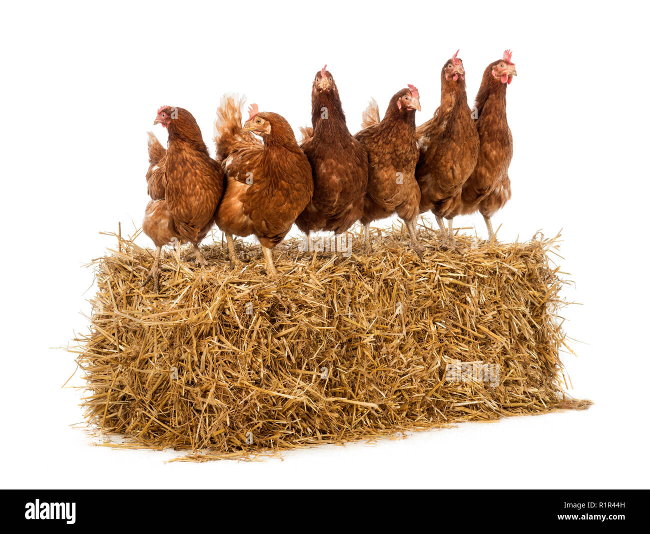 Zeile der Henne stehend auf einem strohballen vor weißem Hintergrund Stockfoto