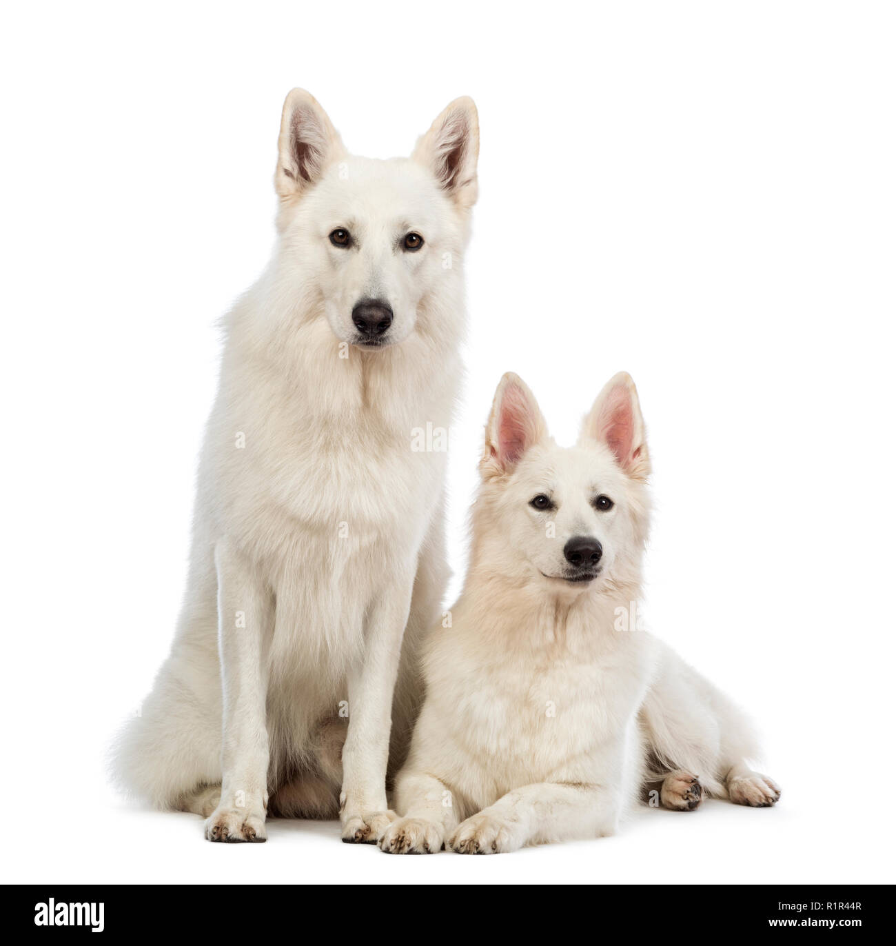 Zwei Schweizer Schäferhunde, 5 Jahre alt, Liegen und Sitzen vor weißem Hintergrund Stockfoto