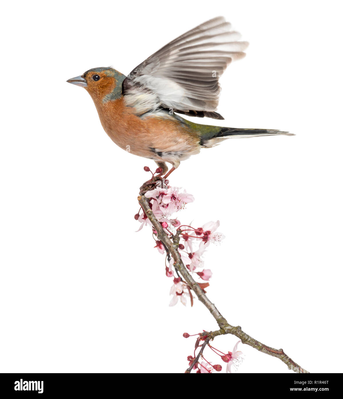 Gemeinsame Buchfink fliegen weg von einer Niederlassung, isoliert auf Weiss - Fringilla coelebs Stockfoto
