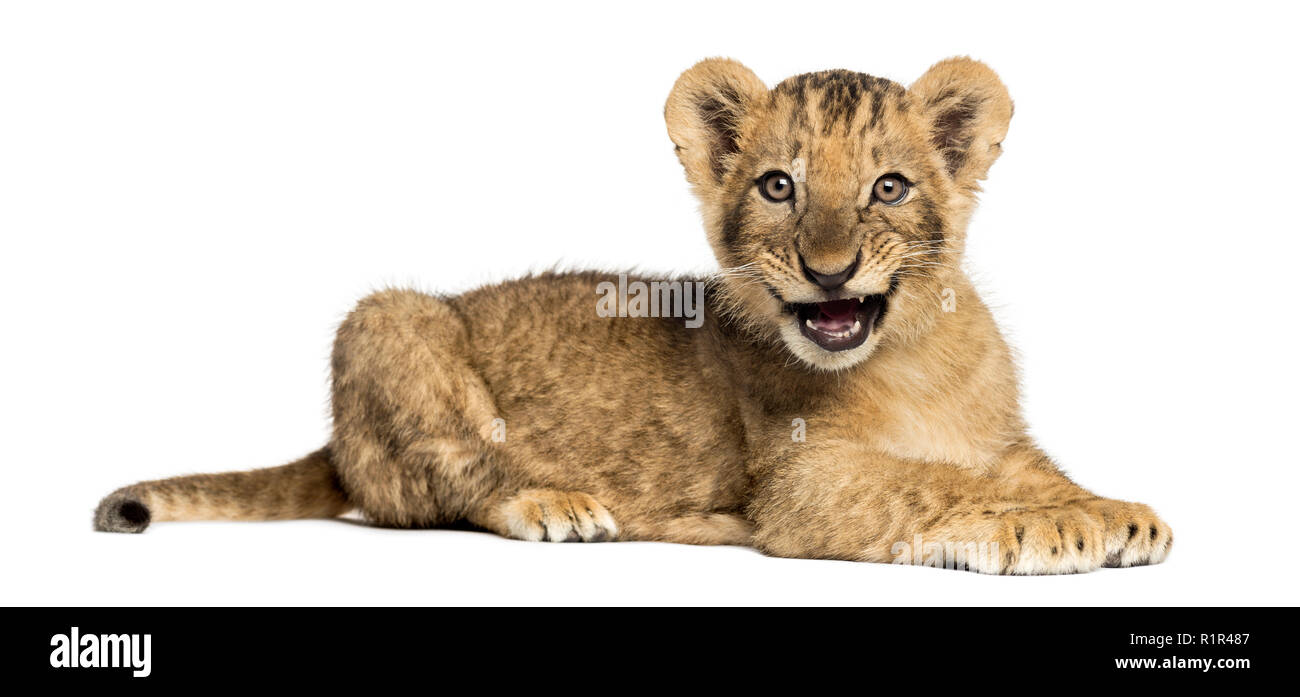 Seitenansicht eines Lion cub Lügen, brüllen, 10 Wochen alt, auf weissem isoliert Stockfoto