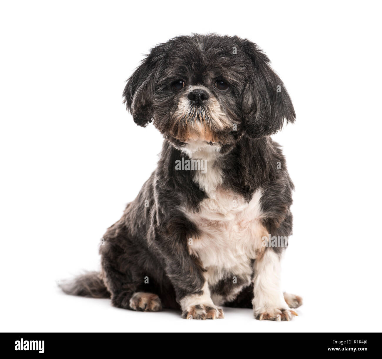 Shih Tzu (10 Jahre alt) Stockfoto