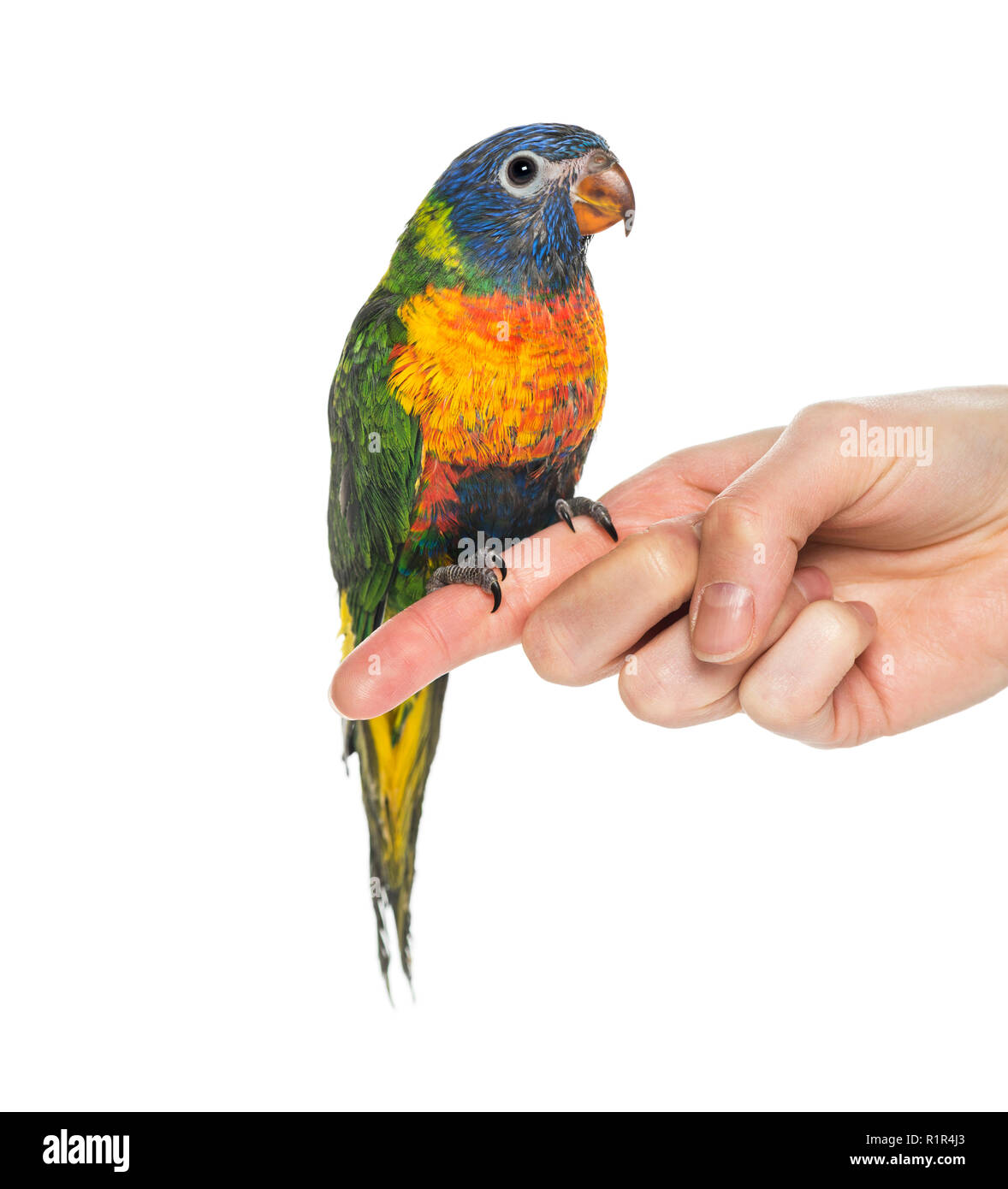 Rainbow Lorikeet thront auf einem Finger Stockfoto