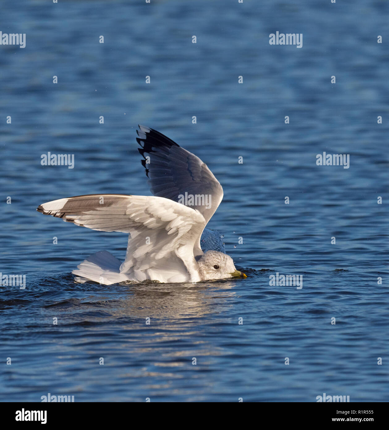 Gemeinsamen Gull Larus Canus Baden in küstennahen Creek Winter Norfolk Stockfoto
