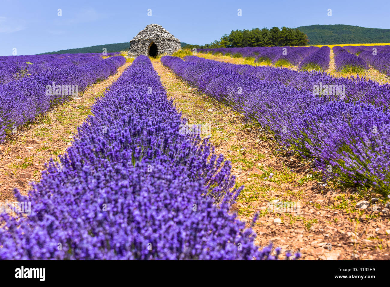 Lavendelfeld mit trockenen Stone Cottage Borie, Ferrassières, Provence, Frankreich Stockfoto