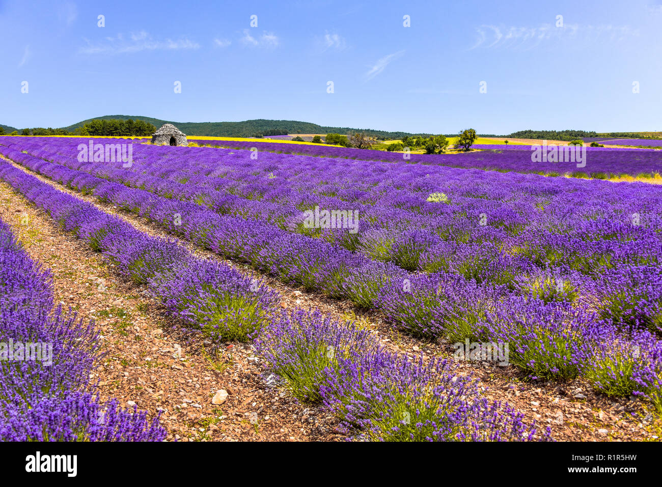 Blühende Lavendelfelder der Provence, Frankreich, Bories Stone Cottages von Dorf Ferrassières Stockfoto