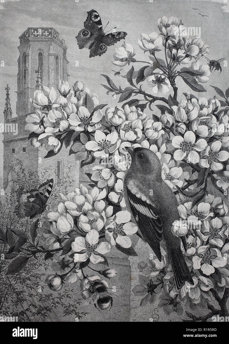 Digital verbesserte Reproduktion, symbolische Bilder für Frühling, blühende Cherrytree mit einem Vogel ein ein Schmetterling, original Drucken aus dem Jahr 1880 Stockfoto