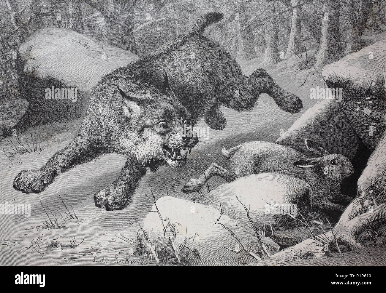 Illustration of lynx Fotos und Bildmaterial in hoher Auflösung Alamy