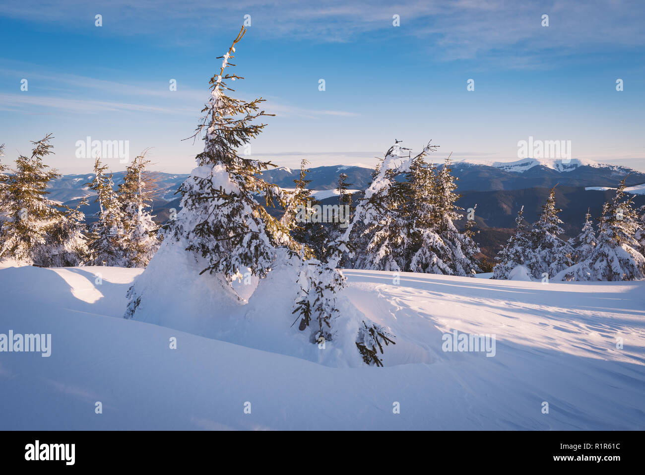 Winterlandschaft mit Tannen in Schneewehen. Sonnigen morgen in den Bergen Stockfoto