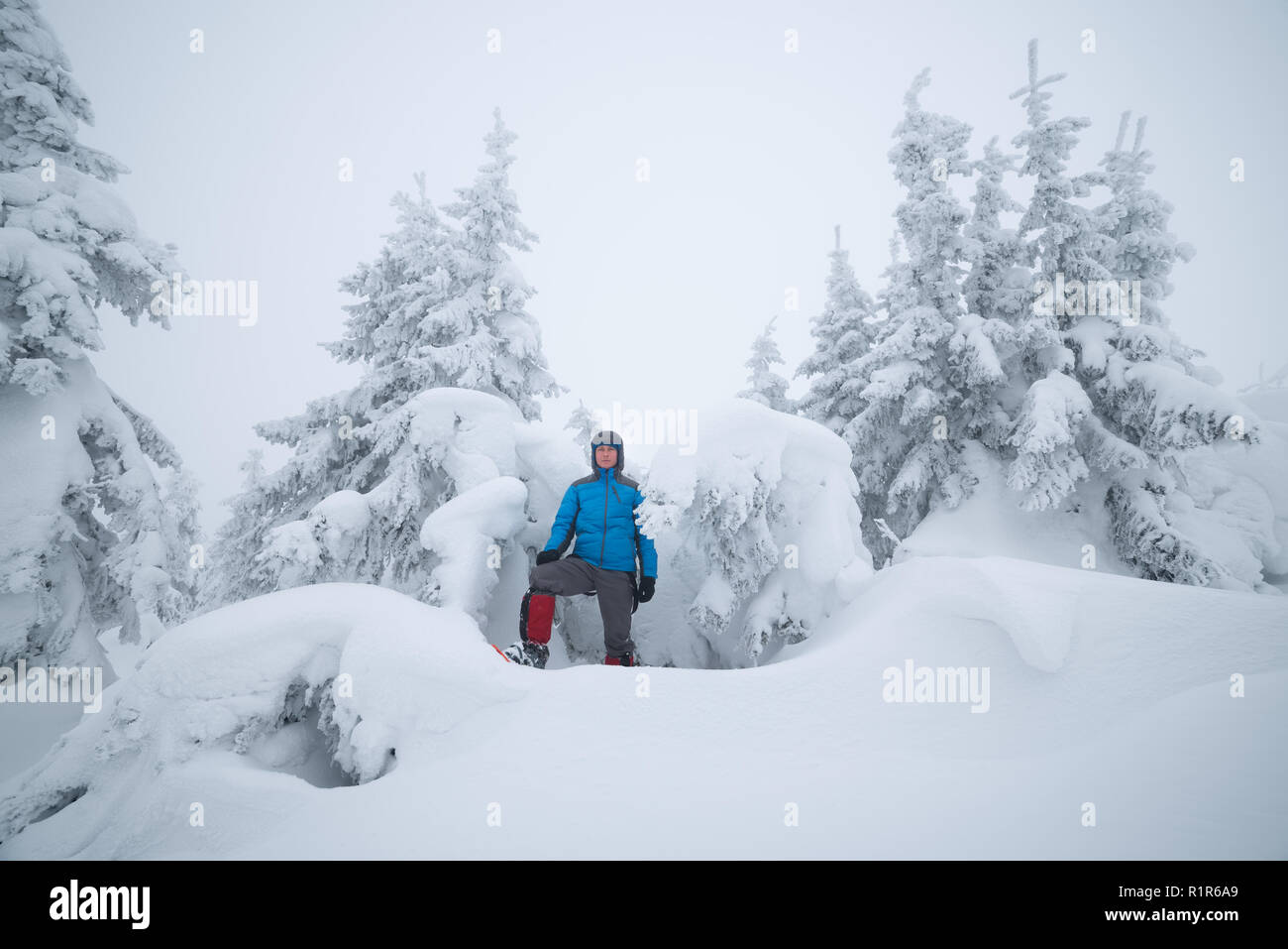 Fichtenwald nach Schneefall. Touristische in einer schneeverwehung in der Nähe von verschneiten Bäumen. Winterlandschaft in den Bergen Stockfoto