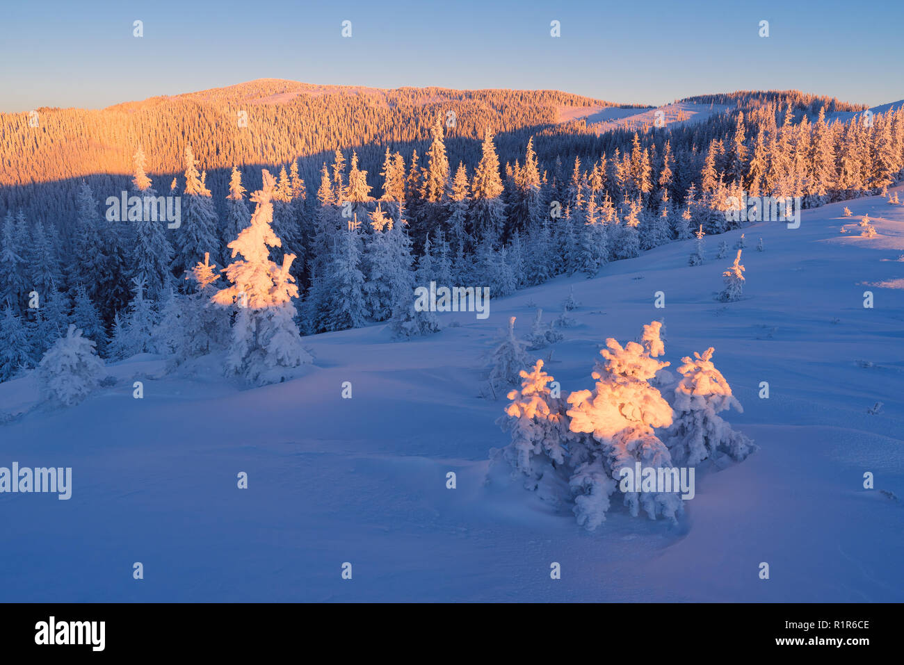 Winterlandschaft in den Bergen. Sonnigen morgen. Tannenwald auf Hügeln im Schnee. Karpaten, Ukraine, Europa Stockfoto