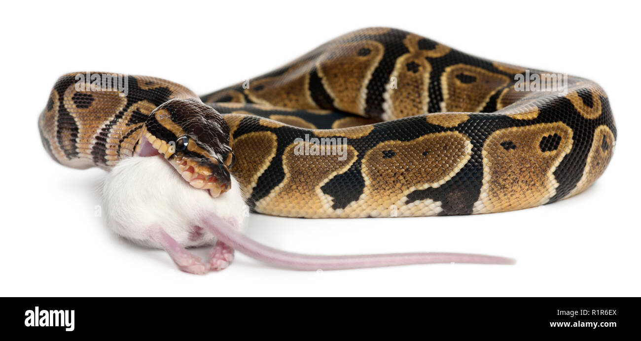Python Royal python Essen eine Maus, ball Python, Python regius, vor weißem Hintergrund Stockfoto