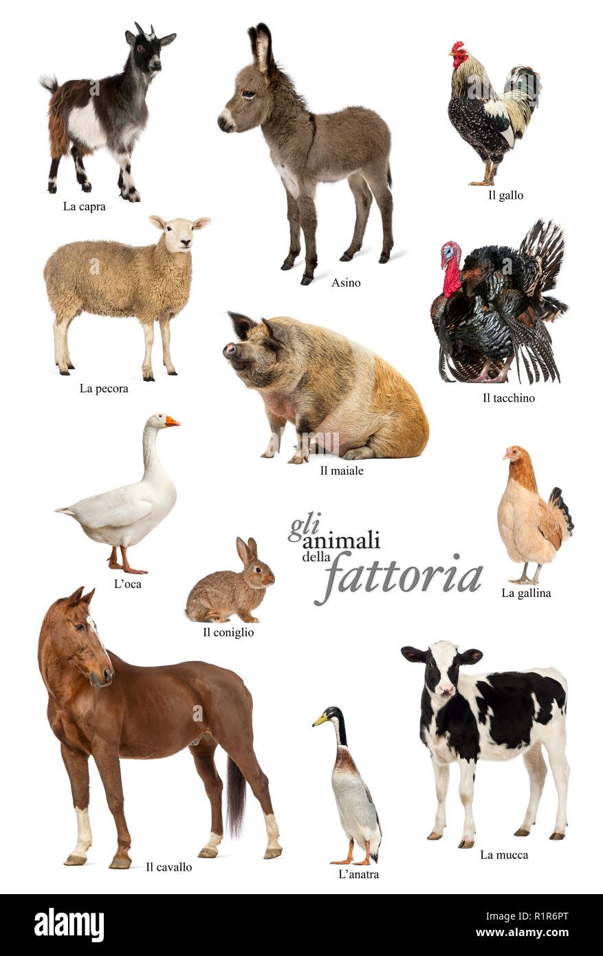 Pädagogische poster Mit farm animal in Italienisch Stockfoto