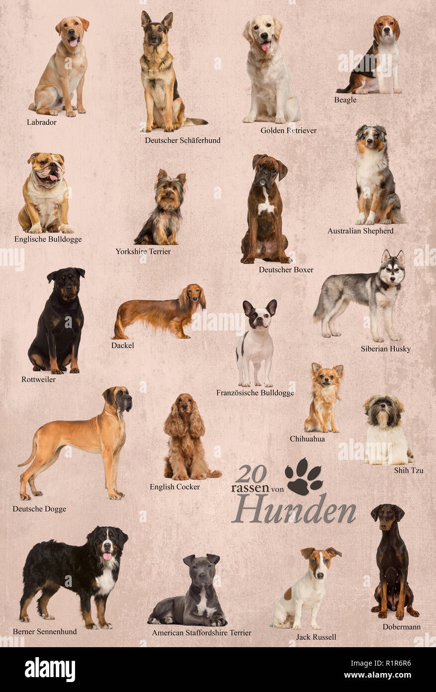 Hunderassen Plakat in deutscher Sprache Stockfoto