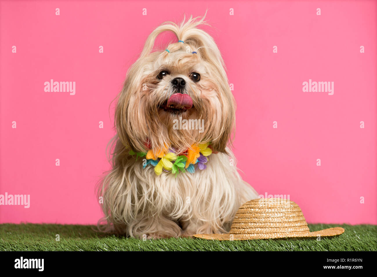 Shih Tzu Urlaub, auf rosa Hintergrund Stockfoto