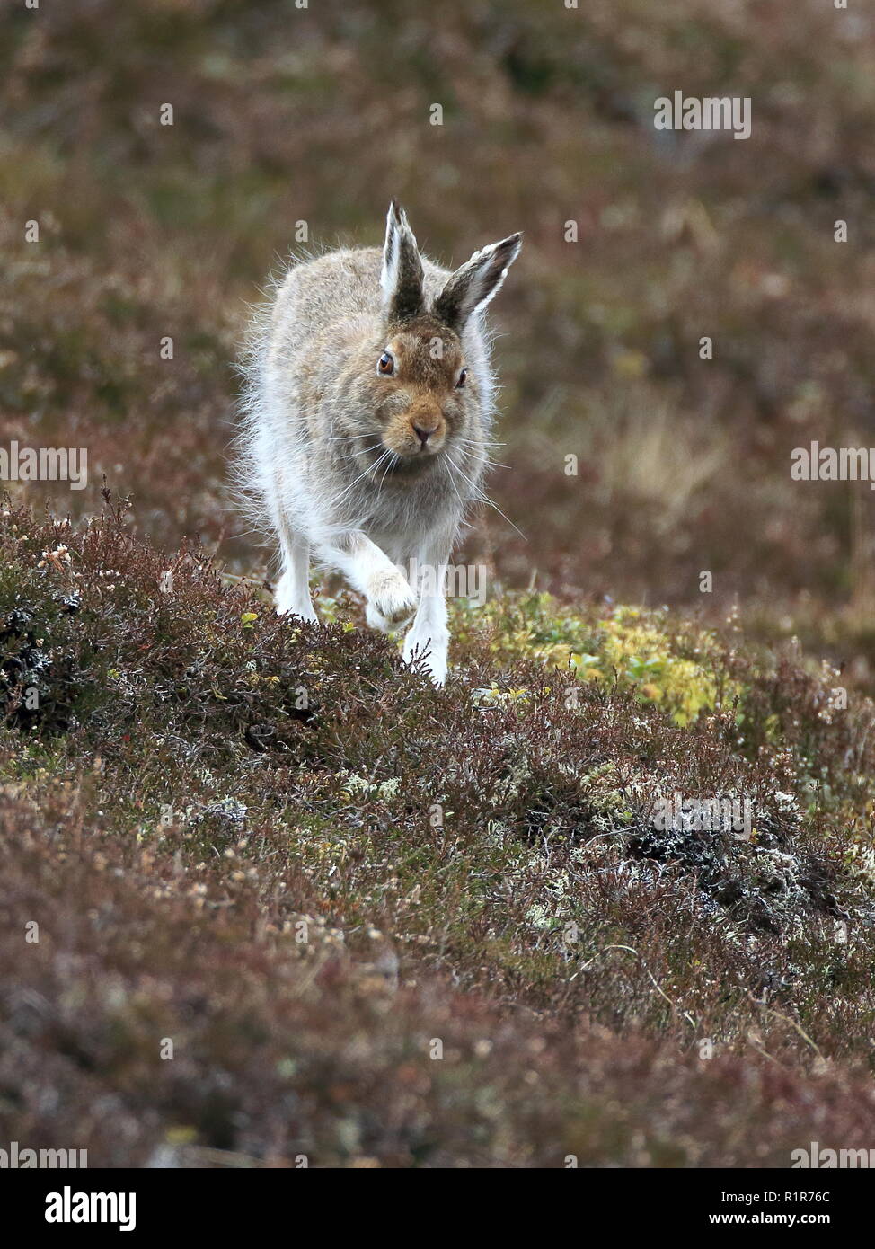 Schneehase durch im Cairngorms, Schottland, UK läuft Stockfoto