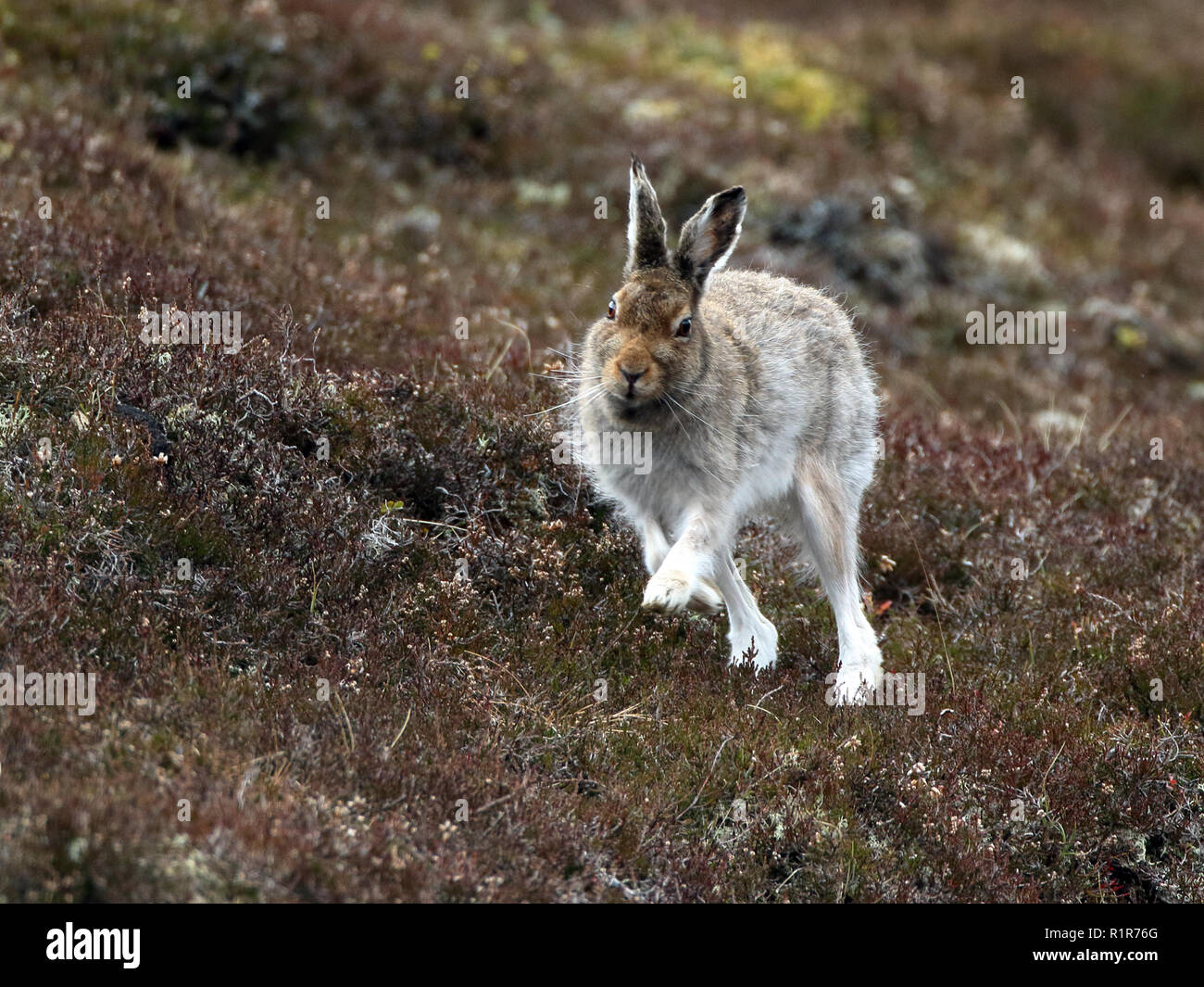 Schneehase durch im Cairngorms, Schottland, UK läuft Stockfoto