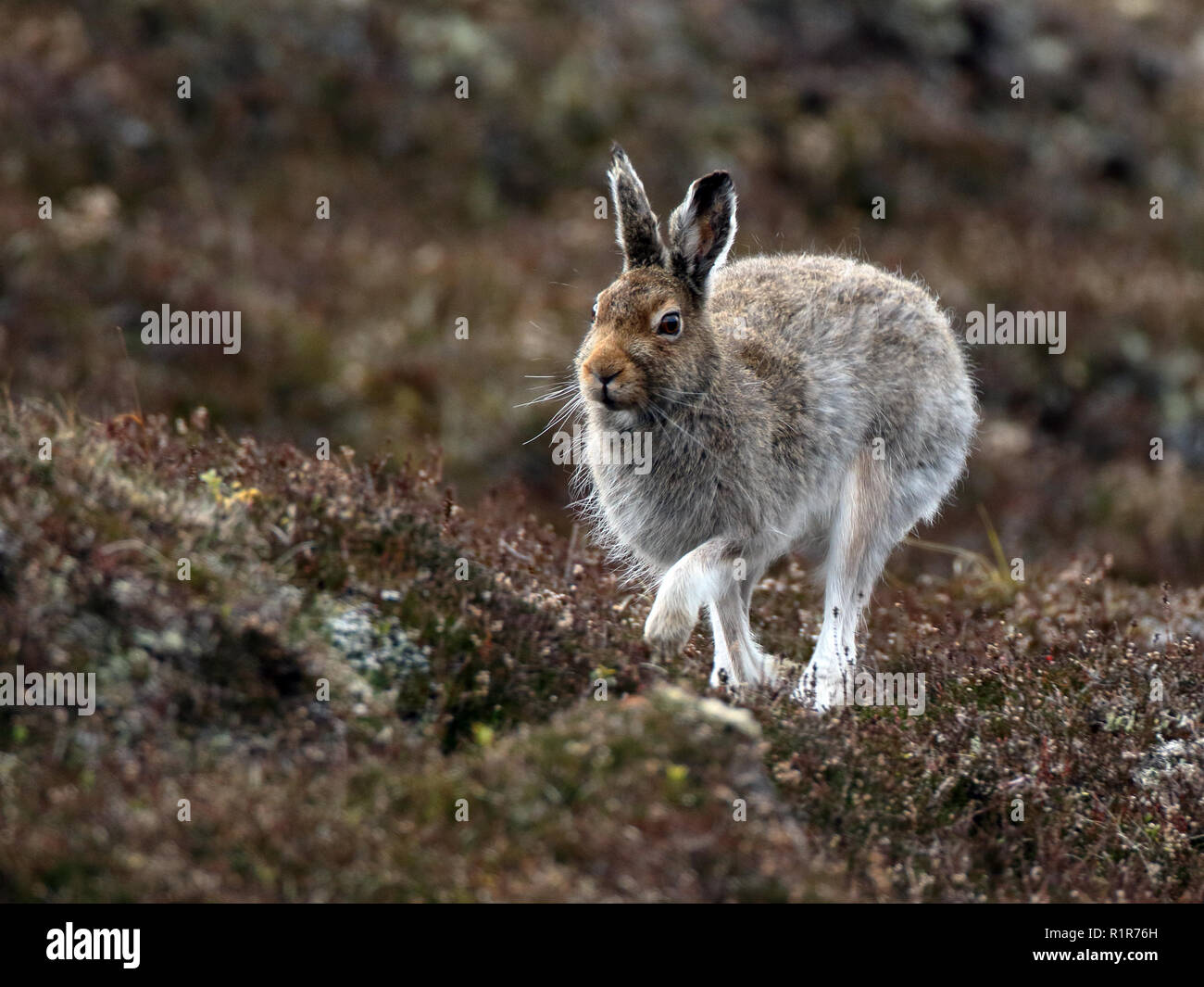 Schneehase durch im Cairngorms, Schottland, UK läuft Stockfoto
