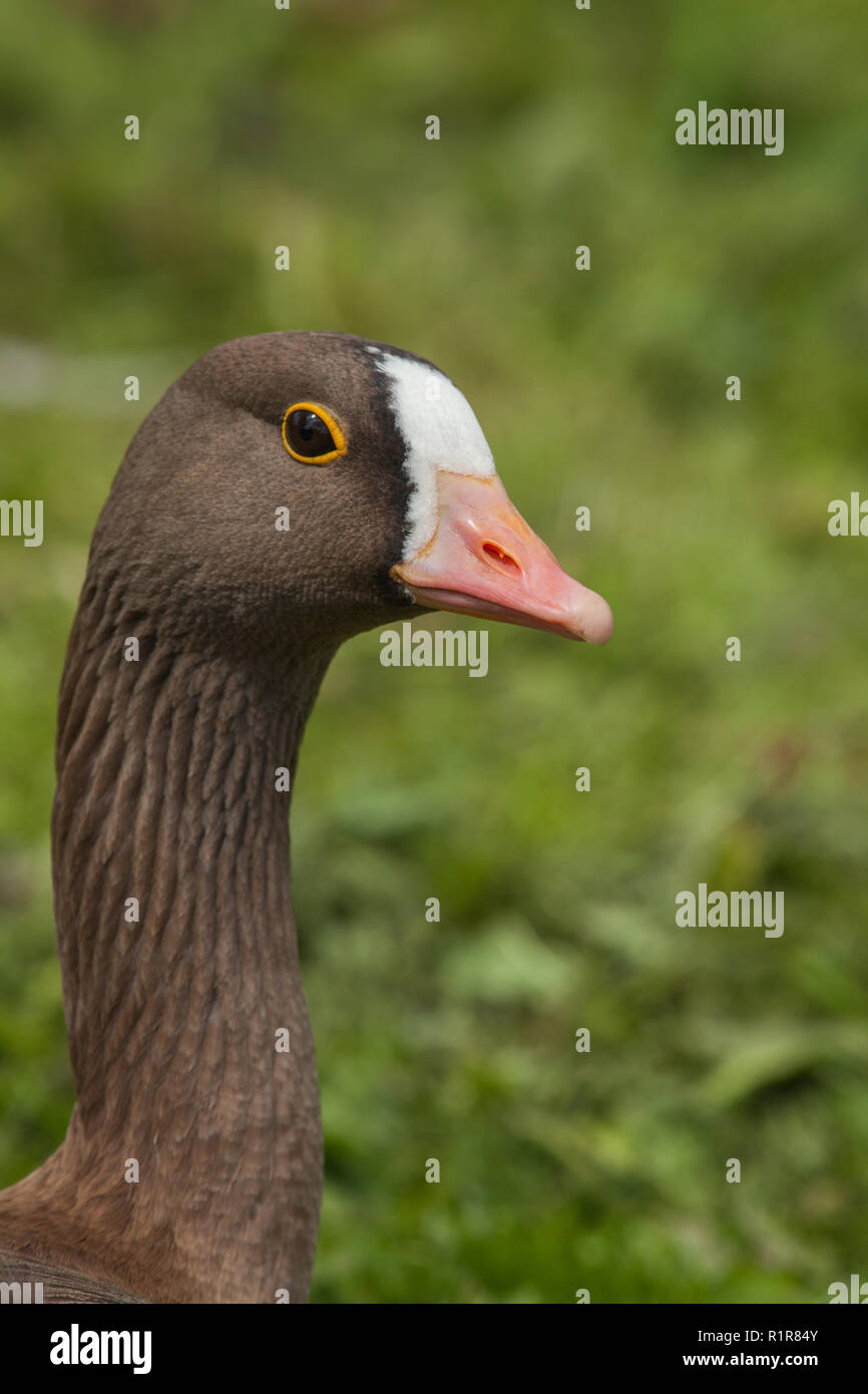 Lesser white-fronted goose (Anser erythropus). Auge geschlossen. Markante helle gelbe Felgen erkennbar. Stockfoto