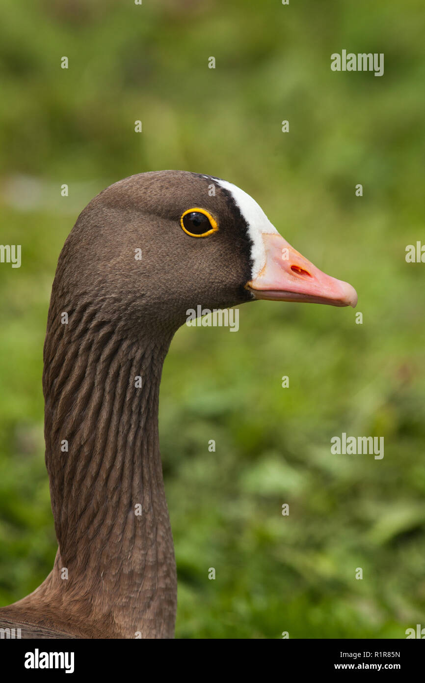 Lesser white-fronted goose (Anser erythropus). Zeigt markante Stirn Markierungen und gelbe Haut Auge Kappe ring, rosa Schein. Profil. Von der Seite. Stockfoto