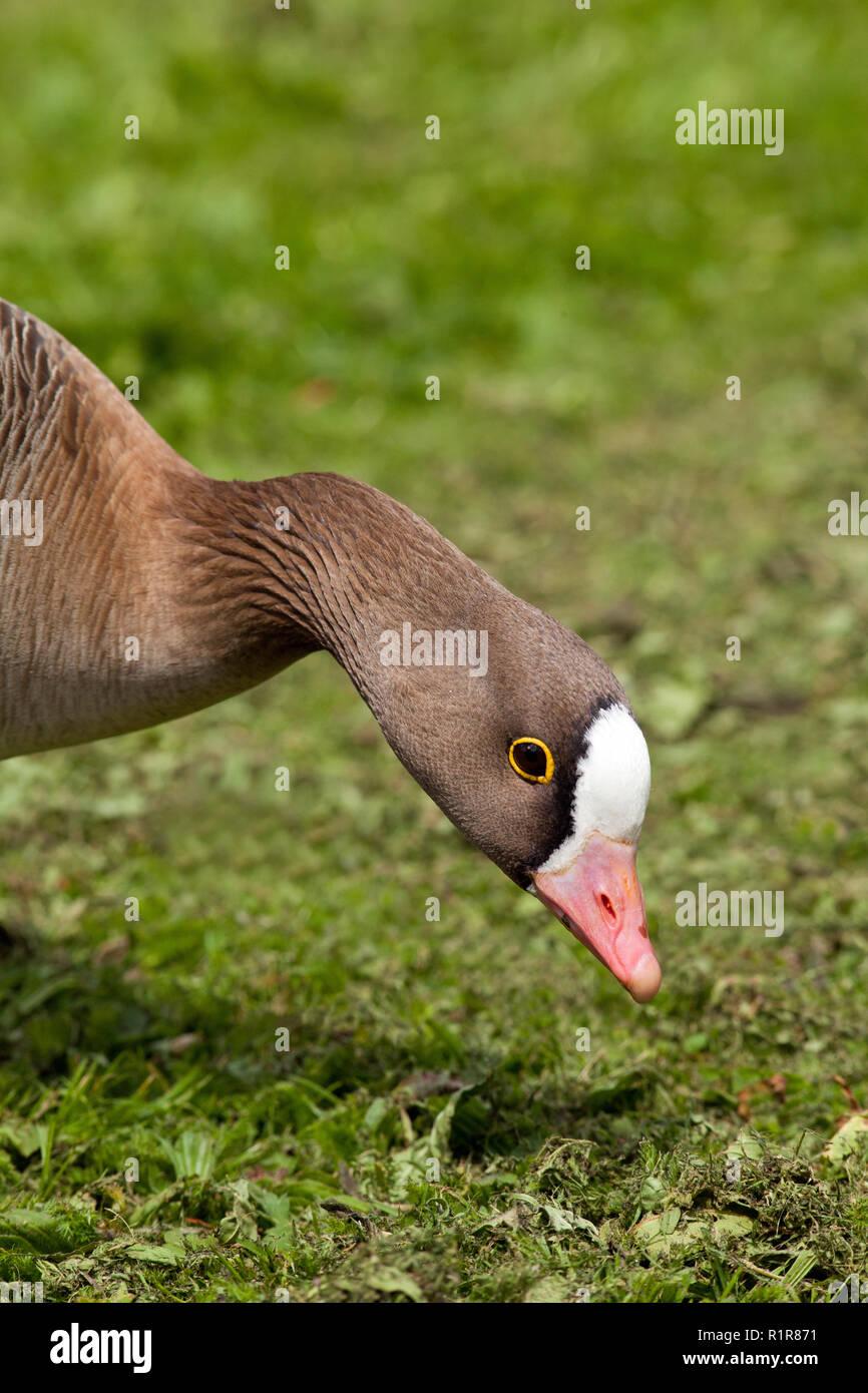 Lesser white-fronted goose (Anser erythropus). Kopf senkte, markante Stirn Markierungen und gelbe Haut Auge Kappe ring, rosa Schein. Stockfoto