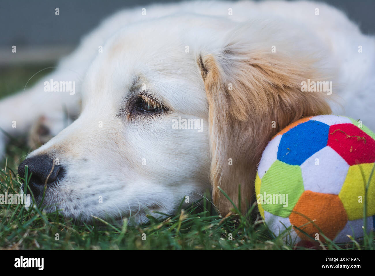 Little Golden Retriever Welpen auf das Gras nach dem Spielen mit einem bunten Ball Stockfoto