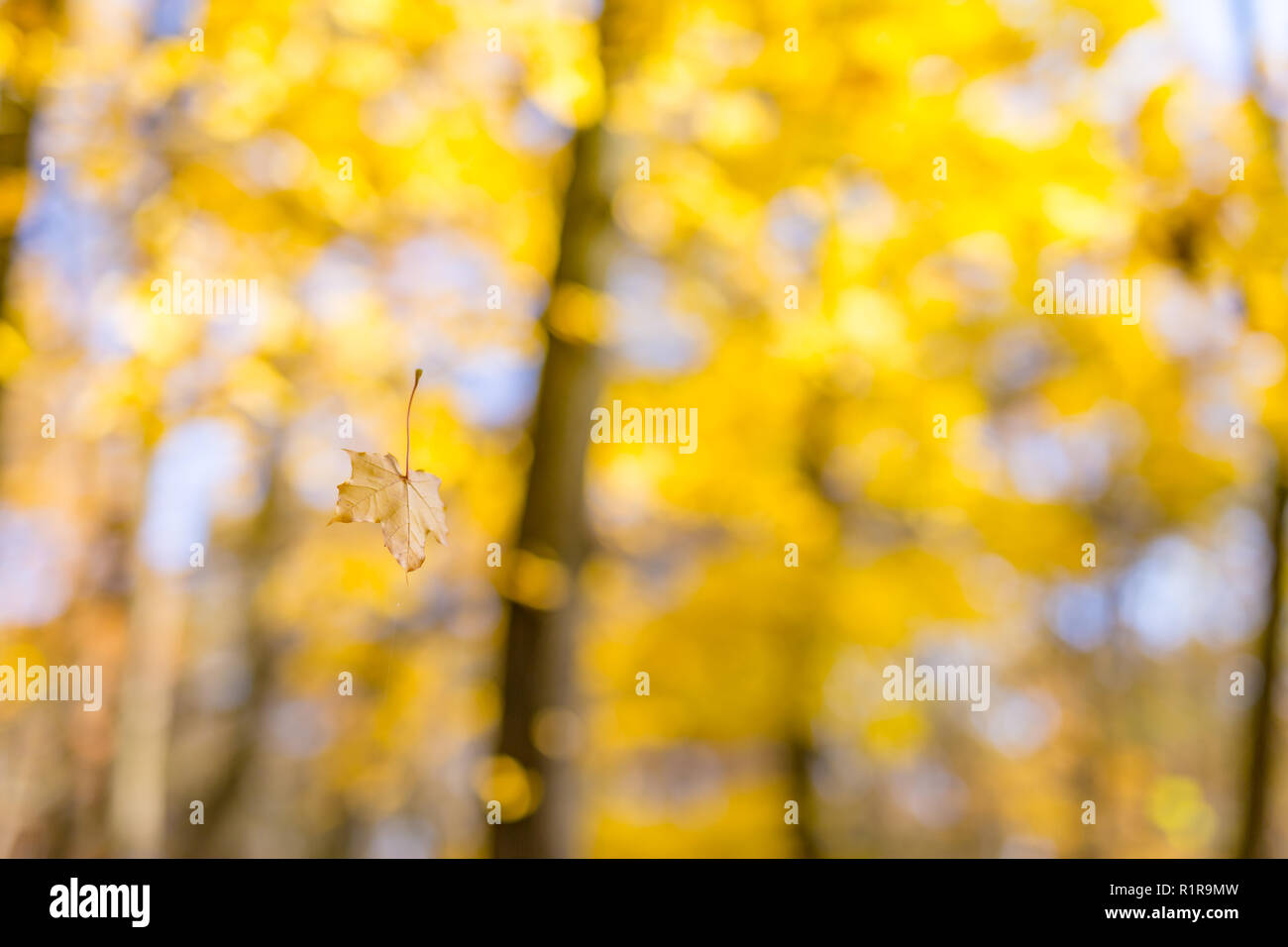 Ast mit Herbstlaub. Herbst Hintergrund. Stockfoto