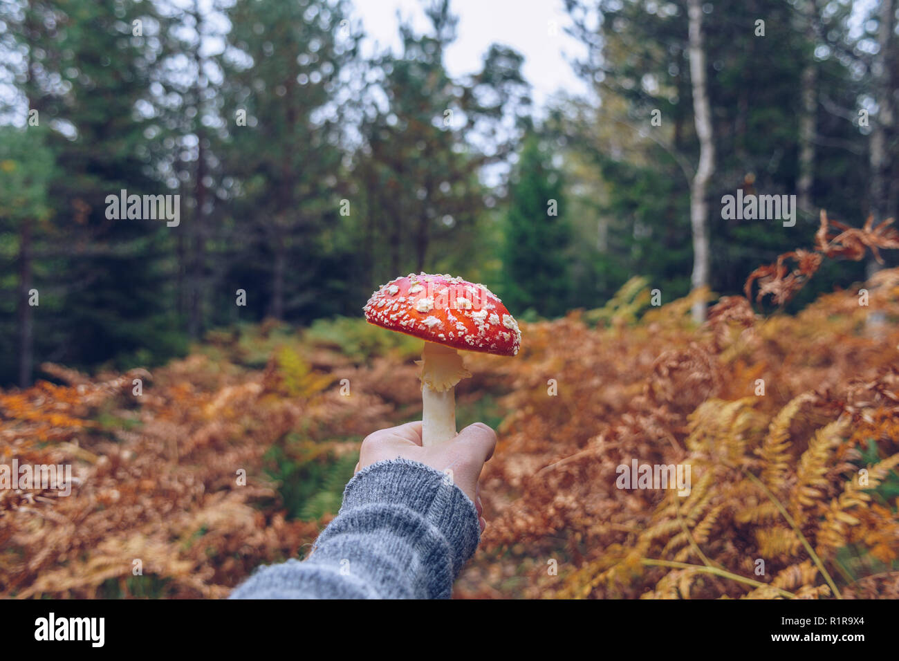 Persönliche Perspektive der Person Kommissionierung Amanita muscaria Pilze Stockfoto