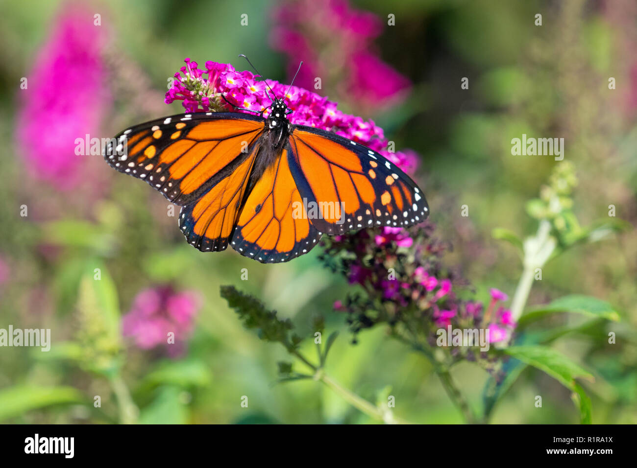 Wildlife im Henry Doorly Zoo Stockfoto