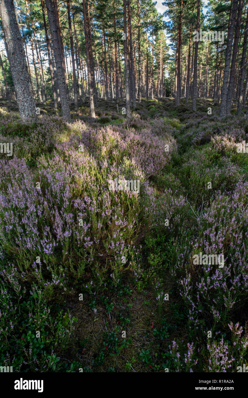 Wald von Heather im Carrbridge in den Highlands von Schottland. Stockfoto